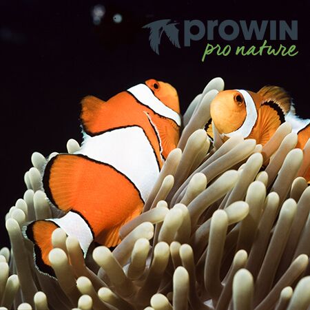 La Fondation proWIN pro nature est synonyme d'engagement varié en faveur de la nature et de l'environnement - au niveau régional, suprarégional et même à l'étranger.